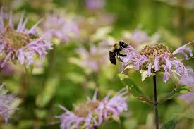 While honey bees have their place, it's our native solitary bees—such as mason bees and leafcutter bees—which are most vital to our flowers. 2019 Native Plant Sales In West Michigan Land Conservancy Of West Michigan