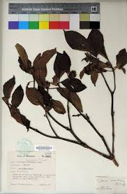 Image result for Tristemma