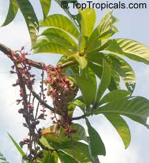 Image result for Barringtonia