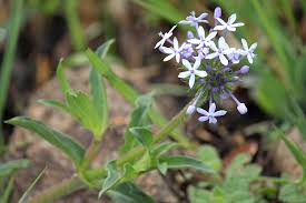 Image result for Pentanisia