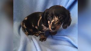 Maybe you would like to learn more about one of these? Update Stolen Puppy Returned To Palmyra Pet Resort Fox43 Com