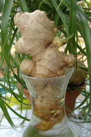 Faites tremper le gingembre toute la nuit dans de l'eau tiède pour éliminer les produits chimiques toxiques. Ou Planter Gingembre