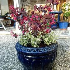 Great for ongoing treatment and health maintenance. Chinese Franjeboom Loropetalum Chinense Black Pearl Sierheesters Struiken Planten Online Kopen Tuinadvies
