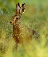 Feldhase Feldhase Hase Saugetiere