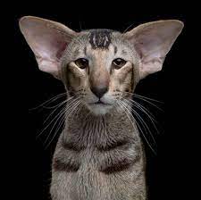 Here Are All The Cat Breeds You Never Knew Existed Cats Cat Breeds Pets