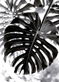 Black And White Plants Photography Black Painted Monstera Leaf Plants Black And White Monstera