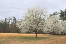 Maybe you would like to learn more about one of these? Flowering Pear Tree Top Tips Facts