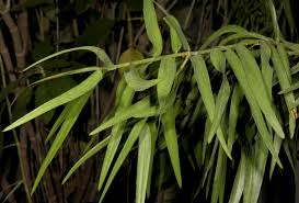 Image result for Afrocarpus usambarensis