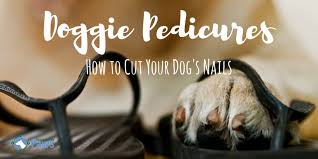 how to cut a dog s nails how short