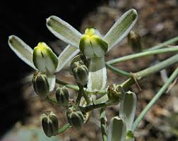 Image result for Albuca setosa