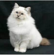 Birman Kittens For Sale Nsw Registered Birman Cat Breeders Australia