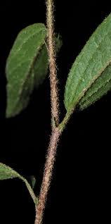 Image result for Hibiscus aethiopicus