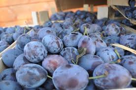 Pentru bărbați și 40 ml. BistriÅ£a Nasaud Ar Putea Deveni Cel Mai Mare Producator De Prune Din Romania