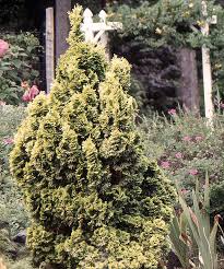 Image result for Cryptolepis obtusa