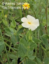 Image result for Thunbergia dregeana