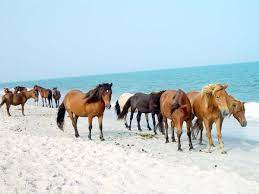 33 Stunning Pictures Of Us National Parks Assateague Island National Seashore Beach Road Trip Horses