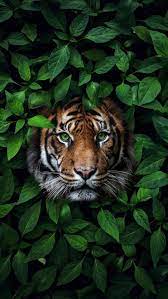 Also for mobile and tablet. Animal Wallpapers Iphone Wallpapers Wild Animal Wallpaper Animal Wallpaper Majestic Animals