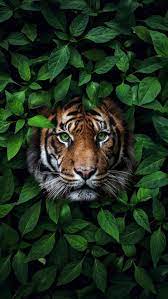 Download the background for free. Animal Wallpapers Iphone Wallpapers Wild Animal Wallpaper Animal Wallpaper Majestic Animals