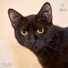 Seattle Rescue Pets Network