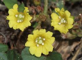 Image result for Merremia