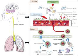 Cartolina con la foto di un simpatico gattino che dorme sotto la scritta buona notte. Cns Implications Of Covid 19 A Comprehensive Review