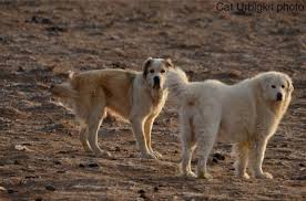 Please don't send any money (as deposit ) if someone will ask. Central Asian Shepherd Dogs My Experience And An Interview With An Expert On The Breed K2 The Kuvasz And Me