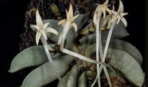 Image result for Cyrtorchis crassifolia