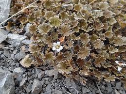 Image result for Geranium mlanjense