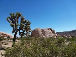 The joshua tree is a cactus & succulent tree native to the deserts of the southwestern us. Yucca Joshua Tree Yucca Brevifolia Seeds Strictly Medicinal Seeds