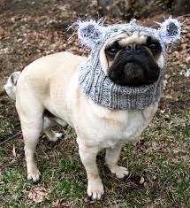 Baby Koala Dog Hat Pug Hat Pug Hats Dog Clothing Pet Cloting Dog Costume Dog Hats All You Need Is Pug Koala Bear Dog Hat Baby Koala