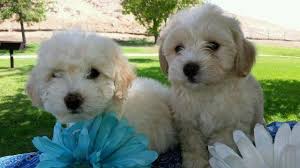 F1 goldendoodle = the first generation (f1) goldendoodle is the result of a poodle crossed with an american or english golden retriever which produces offspring with 50% american/english golden retriever & 50% poodle. Goldendoodle Puppy F1b For Sale In Norco California Classified Americanlisted Com