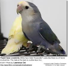 Find out everything to note before buying lovebirds immediately. Lovebird Species Beauty Of Birds