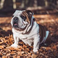 Please check back soon for updates. Bulldog Online Shopping