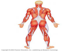 This system is mainly concerned with producing movement through muscle contraction. Hap 1 The Muscular System Flashcards By Proprofs