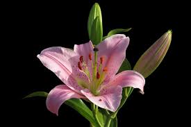 Cara ini punya keberhasilan lebih besar dari pada model stek sebab akar di rangsang sebelum. Perkembangbiakan Tumbuhan Secara Generatif Beserta Contoh