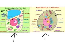 Differences between animal and plant cells. Plant And Animal Cells Plant And Animal Cells Animal Cell Plant Cell