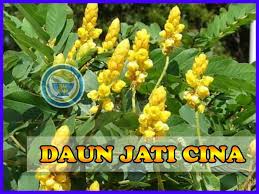 Hubungin aja ke no hp : Review Teh Daun Jati Cina Kering Pelangsing Alami