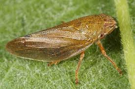 Image result for Otiophora