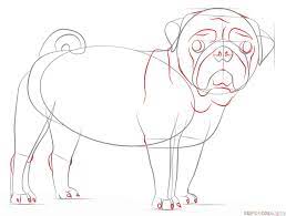 Add a smooth guideline for its tail. How To Draw A Pug Dog Step By Step Drawing Tutorials Animal Drawings Pug Art Dog Drawing
