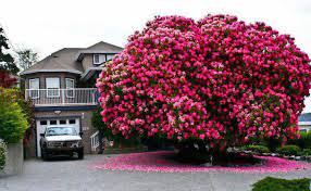 Many are the result of careful breeding and selection, and a number of the very best date back over a hundred years , to a time of great american plant breeders, including the. 16 Of The Most Magnificent Trees In The World Bored Panda