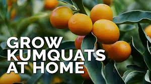 They are prized for both their edible components and their ornamental value. How To Grow Kumquat Trees In Containers Pt 1 Youtube