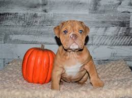 Click here to view our puppies for sale! English Bulldog Dog Male Chocolate Fawn 2870688 Petland Dunwoody Puppies For Sale