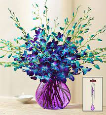 More specifically, the ghost i ordered from serenata flowers as they provided next day delivery and the prices and choices were. Ocean Breeze Orchids 1800flowers Com 140953