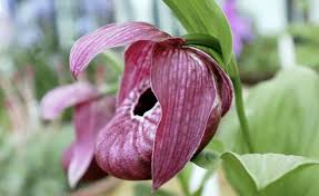 Die Schonsten Orchideen Fur Den Garten Orchideen Arten Orchideen Frauenschuh Orchidee