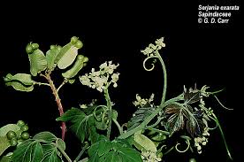 Image result for Sapindaceae