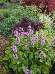 Image result for Stachys