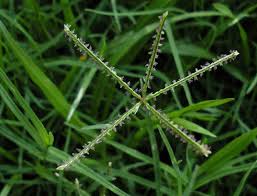 Is an accepted name the plant list. Urancia Doob Ghaas Durva Bahama Grass Indian Couch Cynodon Dactylon Amazon In Garden Outdoors