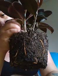 What are the white spots on my rubber plant? White Spots Under Leaves Of Ficus Elastica Dropping Leaves Ficus Succulent Gardening Ficus Elastica