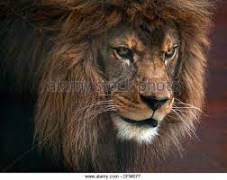 Lion Head Google Search Animal Books Animals African Lion
