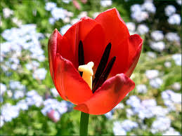 Tulpen pflanzen und pflegen | jora dahl. Garten Tulpe Vor Wildblumen Foto Bild Pflanzen Pilze Flechten Bluten Kleinpflanzen Flora Bilder Auf Fotocommunity